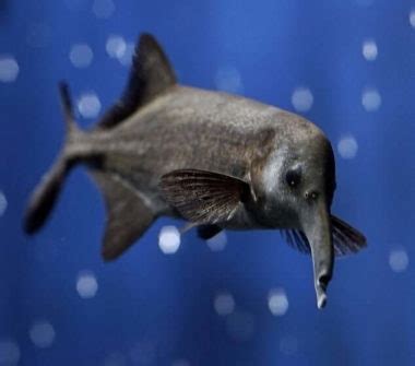elephant nose fish|Elephant Nose Fish 101: Care, Tank Mates, Diet & .